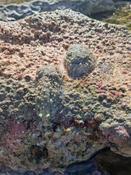 Mollusque gastéropode sans coquille apparente