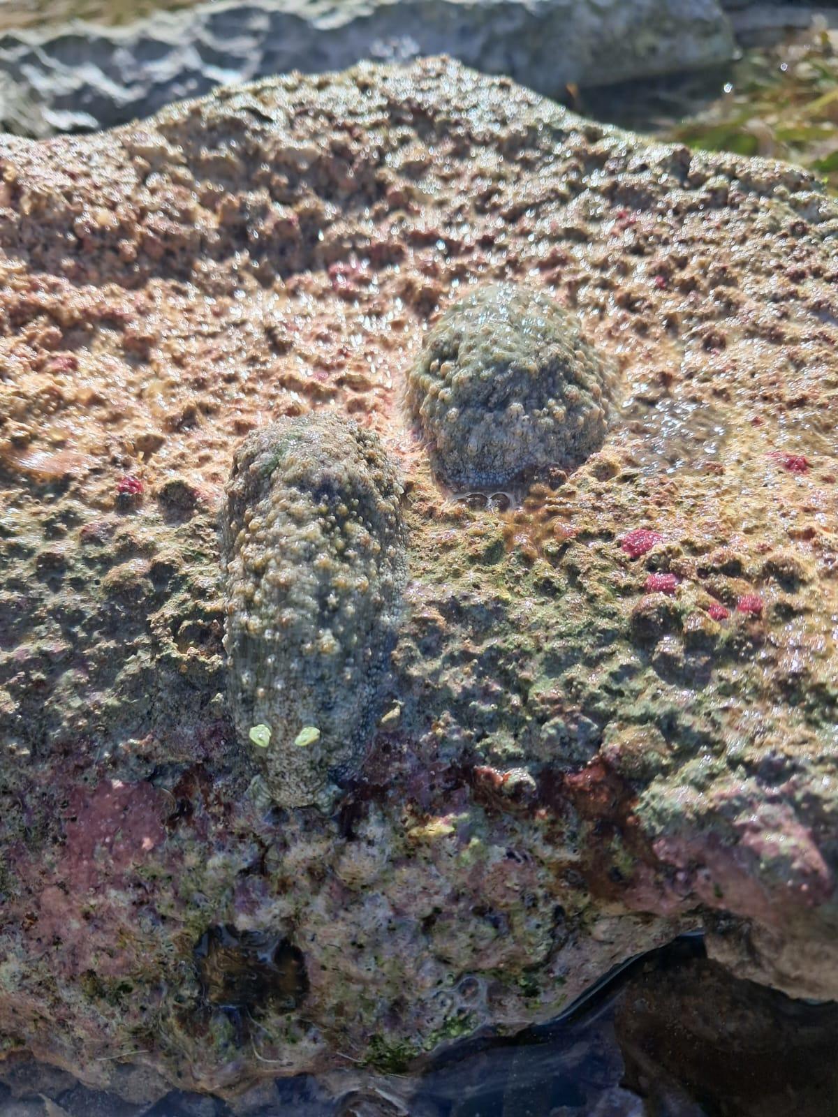 Mollusque gastéropode sans coquille apparente