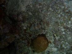Mollusque ou crustacé