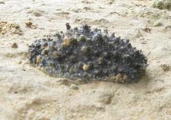 mollusque pris sur une plage au Sultanat d'Oman