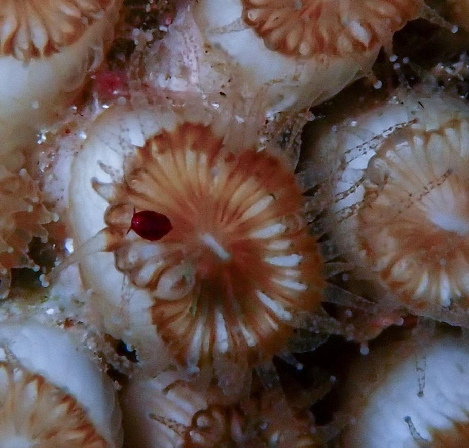 Mollusque sur Cladocore 