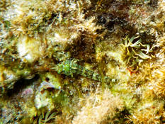 Montagu's Blenny? 