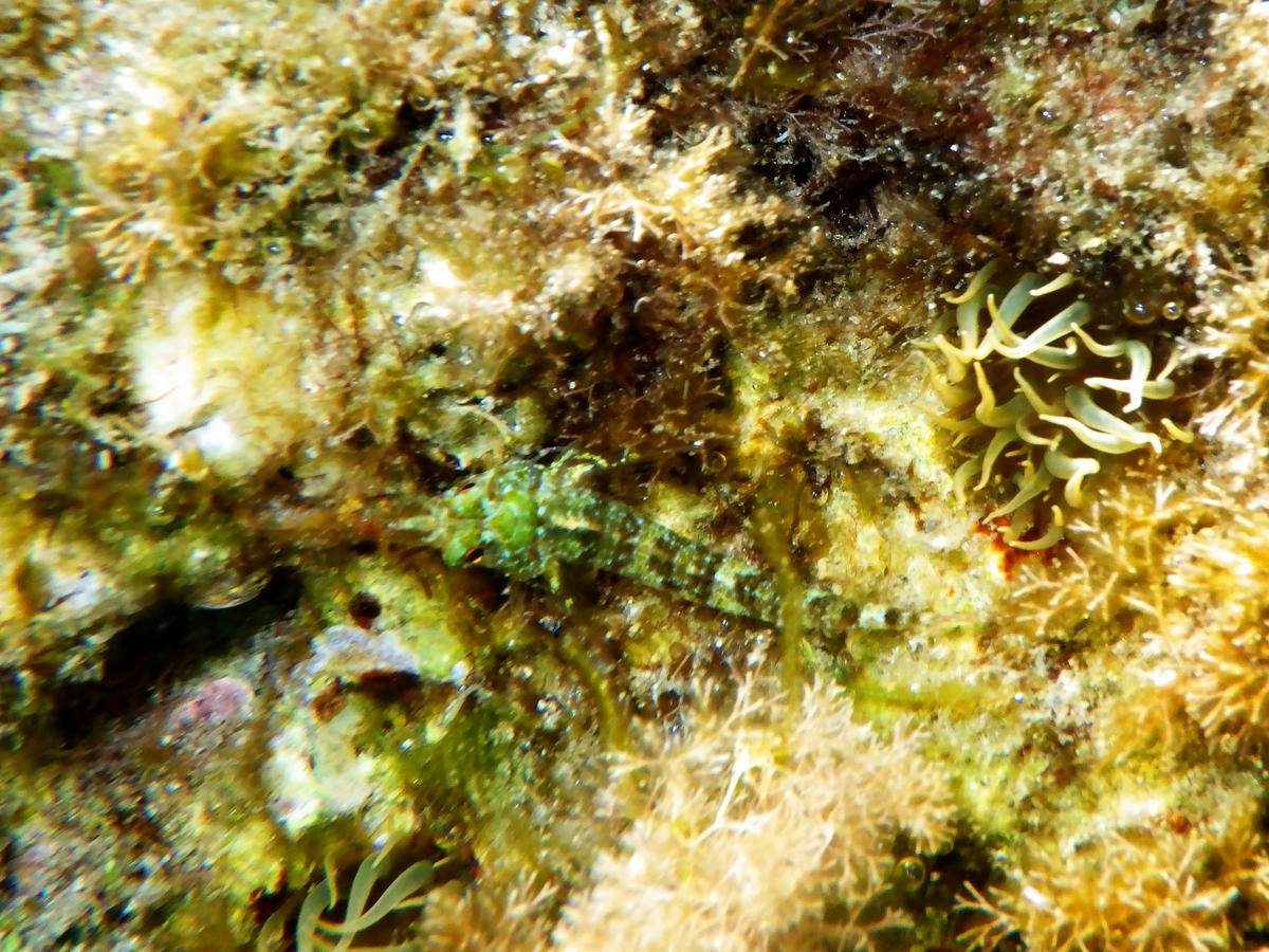Montagu's Blenny? 