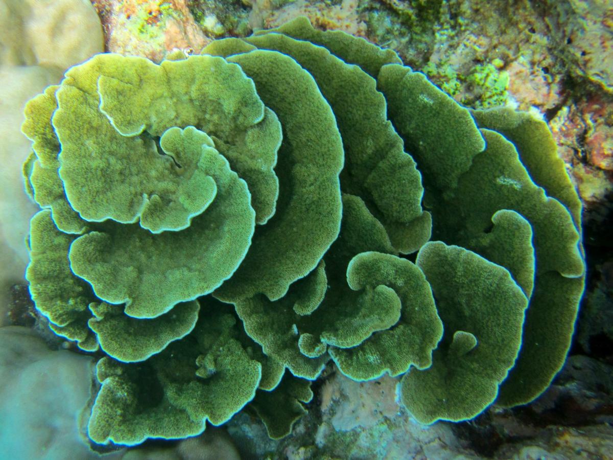 Montipora Océan Indien