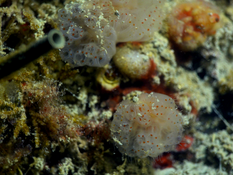 Morchellium argus à Palavas et Carnon