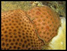 Morphotype ou espèces différentes (caraïbes) 