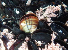 Moule de Méditerranée albinos ?