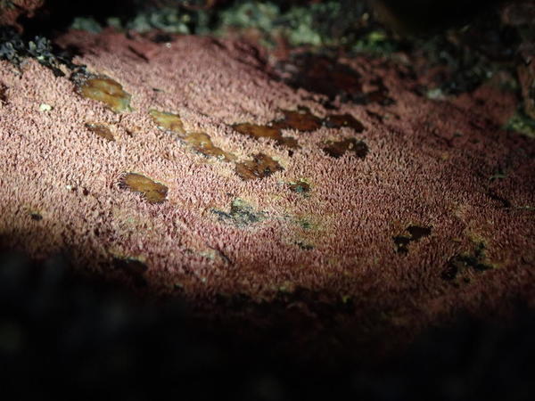Mousse rougeâtre grottes intertidale