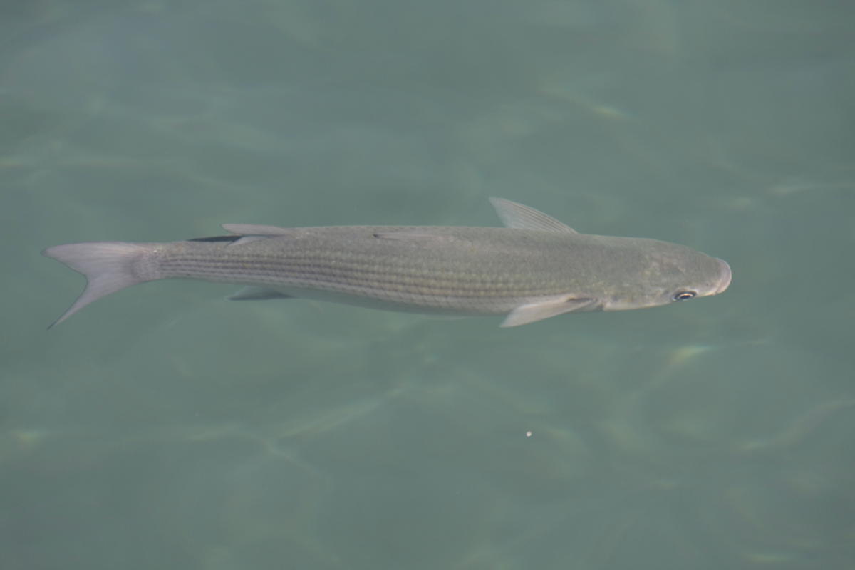 <p>une autre photo</p>