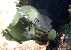 Murène vipère (Enchelynassa canina) ?