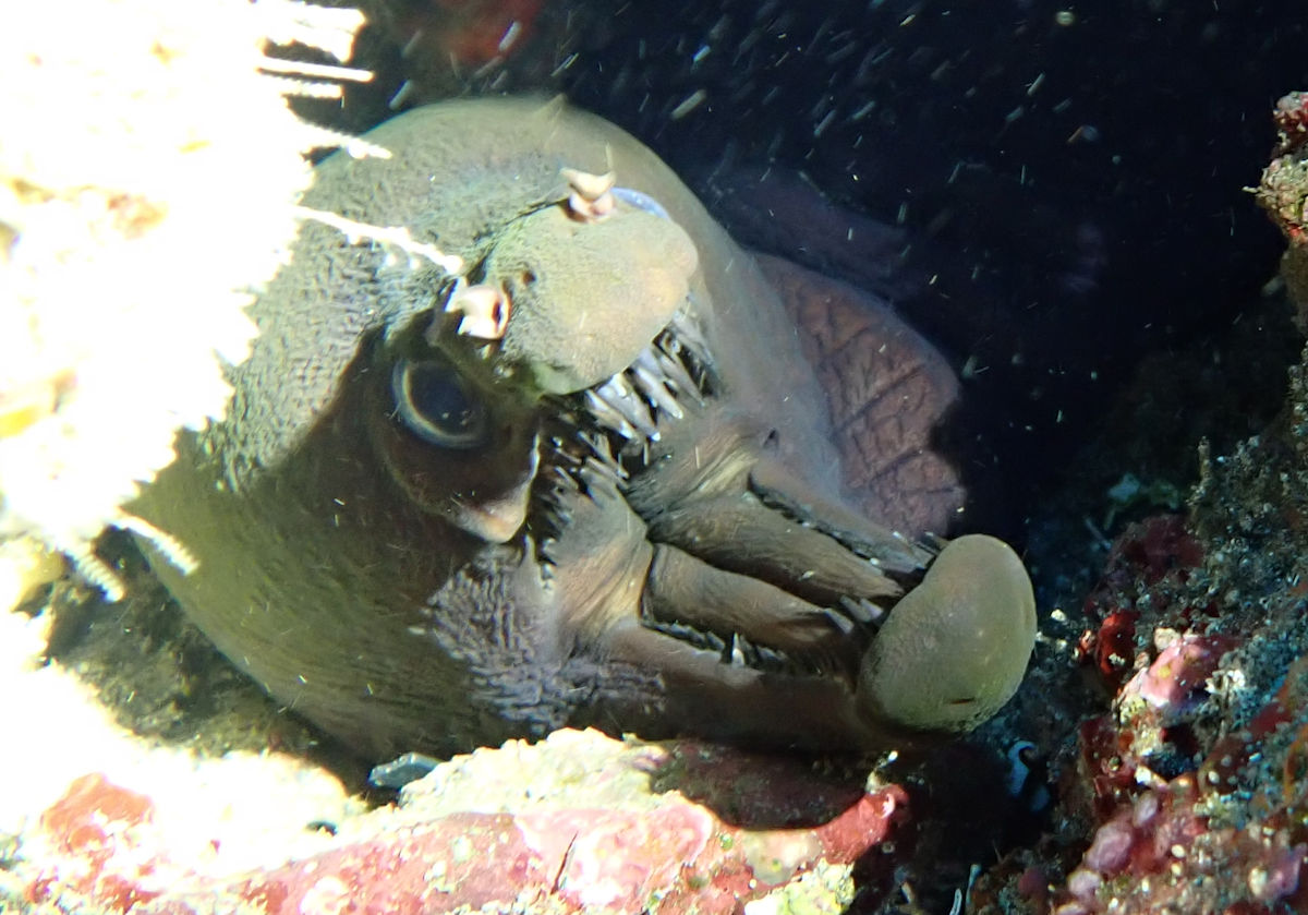 Murène vipère (Enchelynassa canina) ?