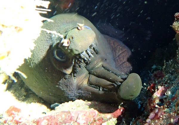 Murène vipère (Enchelynassa canina) ?