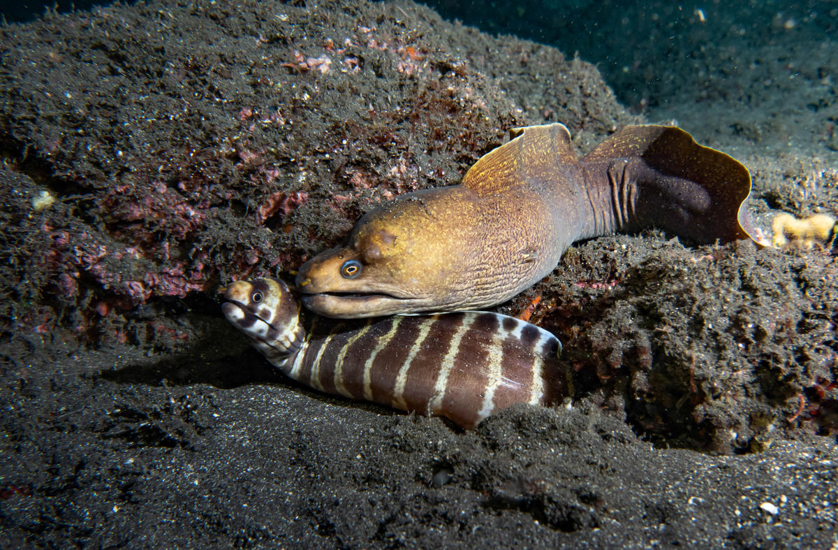 Murènes au Cap la Houssaye
