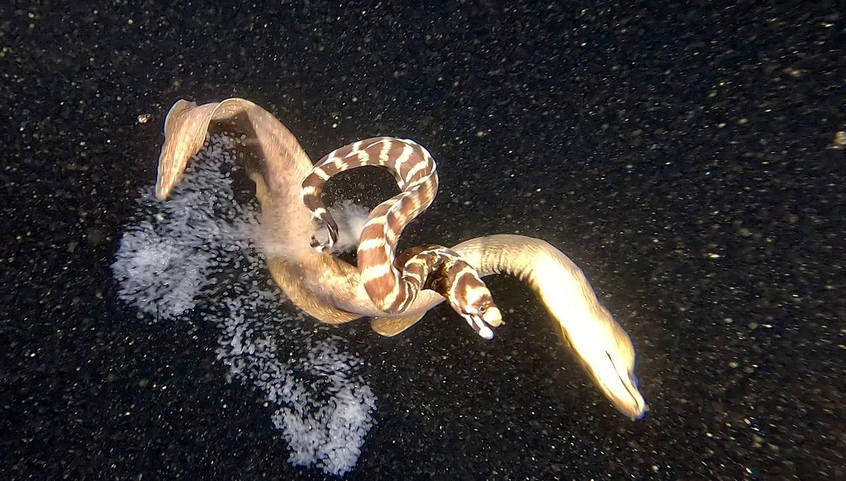 <p>Une capture d'écran de la vidéo de Didier</p>