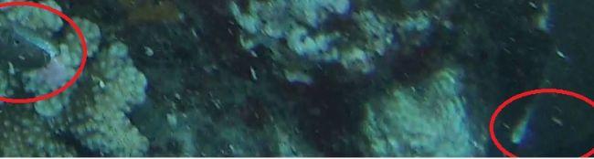 L'hypothèse <em>Gymnothorax eurostus </em>me plait assez compte tenu des variations déjà observées de sa robe, en particulier sur cette photo d'un...