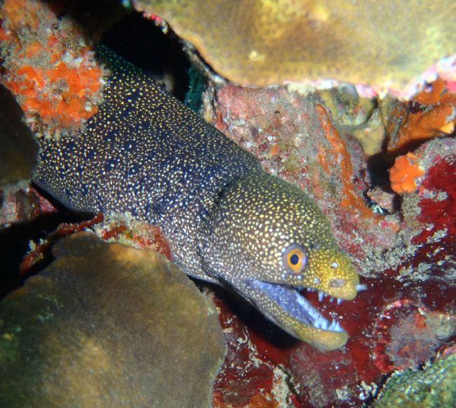 Une autre photo de <em>gymnothorax eurostus</em>, réunionnaise cette fois.<br />