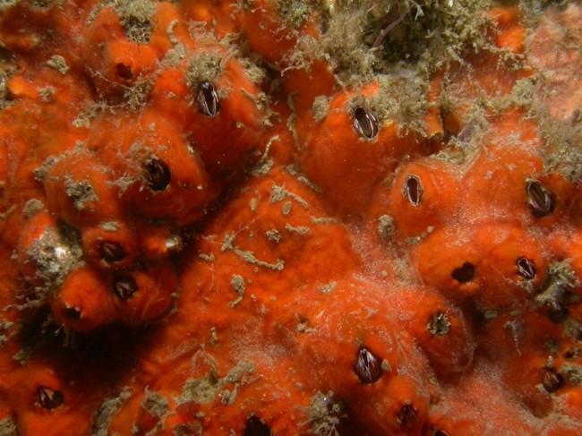 bonjour,<br />retour sur Etel et re-prélèvement sur une éponge encroutante orange... (une fixation sur les éponges ? moi ?) Couleur plus foncée et...