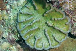 Mycetophyllia lamarckiana ?