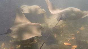 Myliobatis californica?