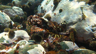Myoxocephalus scorpius à Saint-Pierre
