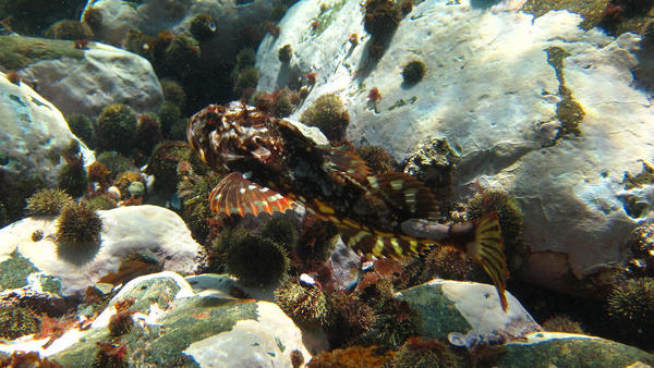 Myoxocephalus scorpius à Saint-Pierre