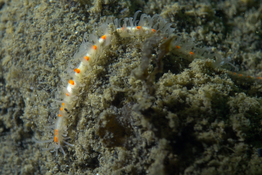 Myrianida pinnigera à Thau