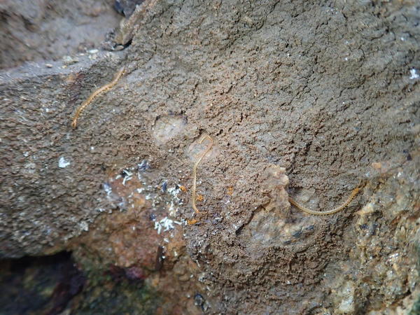 Myriapode intertidal : Pachymerium ferrugineum ?