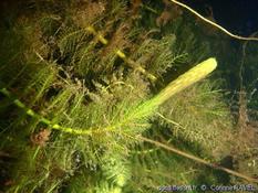 Myriophyllum sp. : question sur turion (syn. hibernacle)