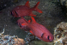 Myripristis Mayotte 1