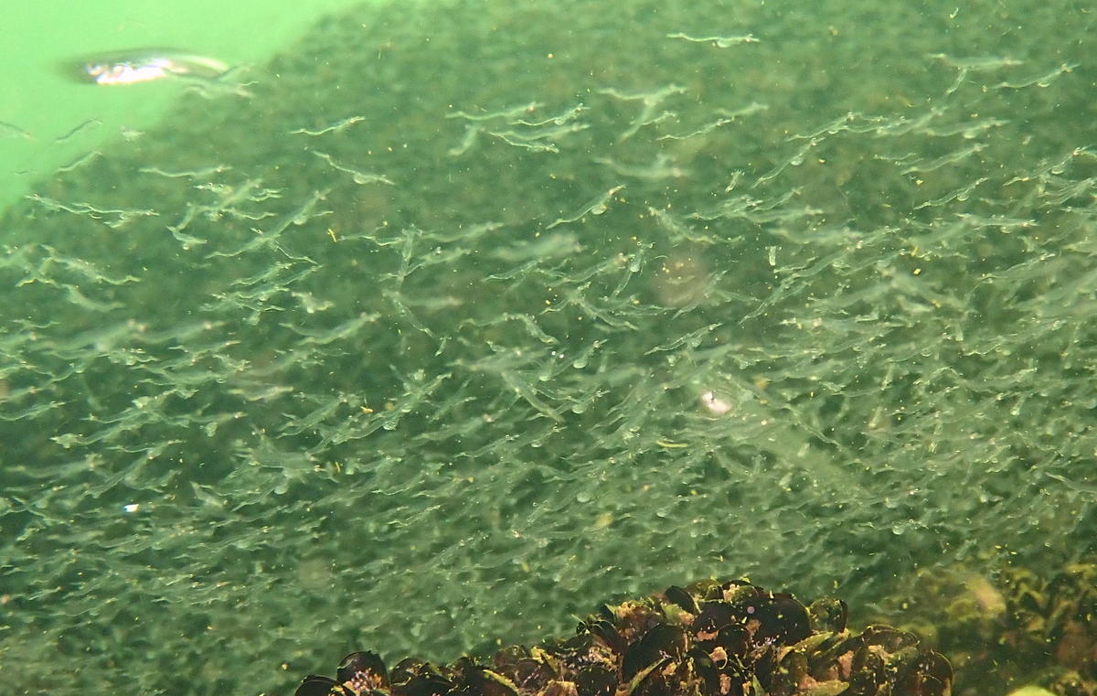 Mysidacé blanchâtre en très grands bancs dans l'étang de Berre