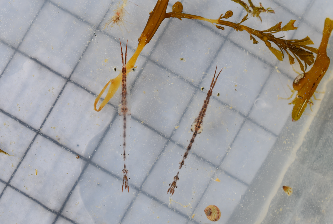 Mysidacé Siriella armata ? 