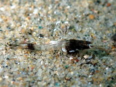 Mysidacés corse