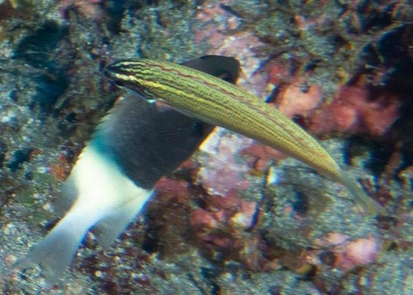 Mystere et boule de gomme Ile de la Reunion