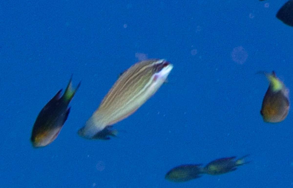 <p>Et voici donc la photo avec vue de face. Veuillez excuser la très mauvaise qualité, car l’individu a ce stade était vraiment très loin, et donc...