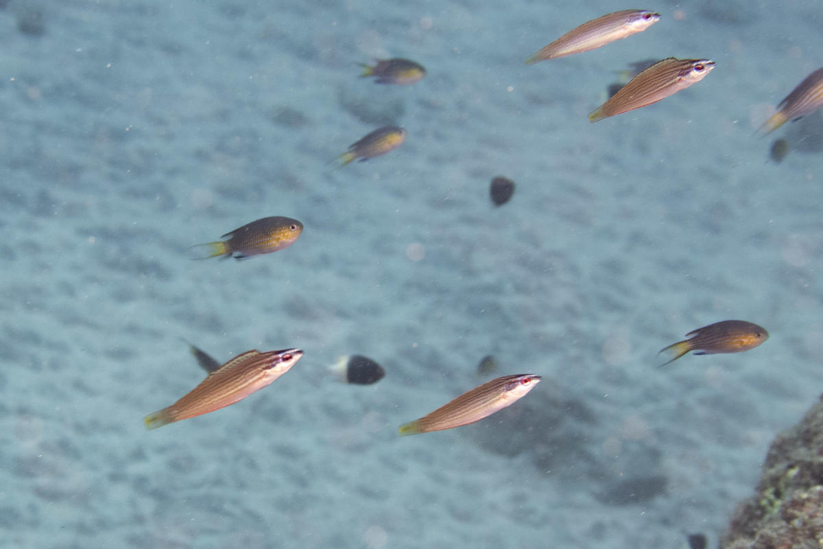 <p>Youpi, en cherchant un peu dans le reste de mes photos, je viens de m’apercevoir que j'ai une photo où je pense que nous avons 4 individus de ce...