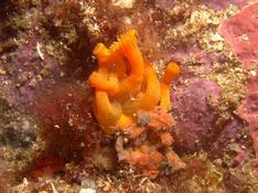 mystere orange sur les farillons