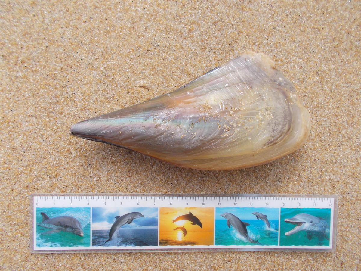 nacre de l'Atlantique