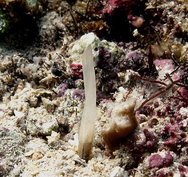 Mes excuses pour l'oubli des infos : environ 3 cm, très fine (razor clam), à peine posée sur le sable au flanc d'une pierre. Ci-joint une vue de pr...