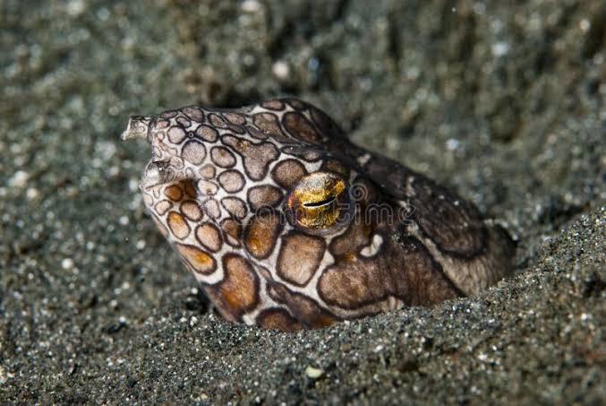 Napoleon snake eel??