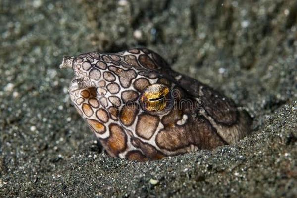 Napoleon snake eel??