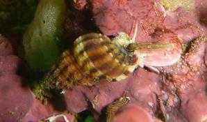 Nassarius reticulatus ou N. incrassatus ?