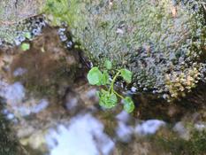 Nasturtium officinale ?