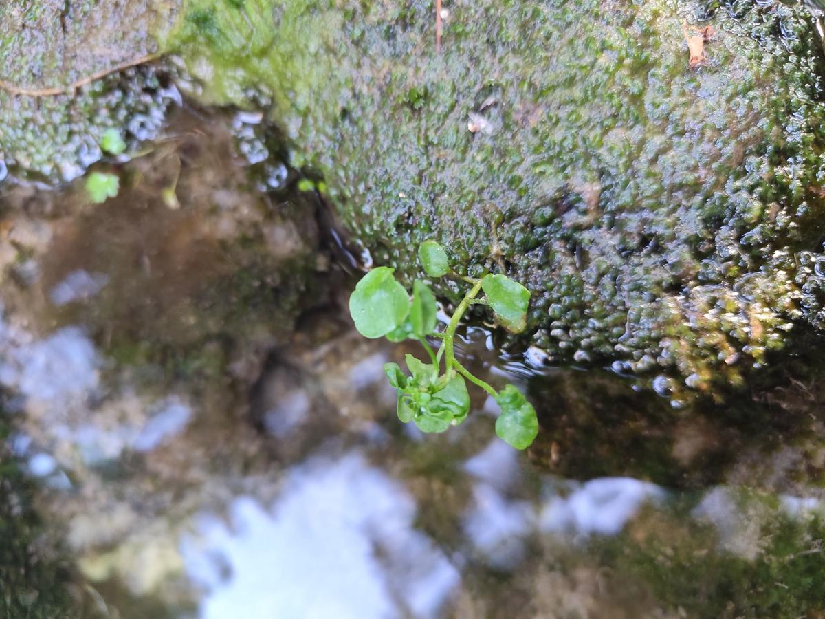 Nasturtium officinale ?
