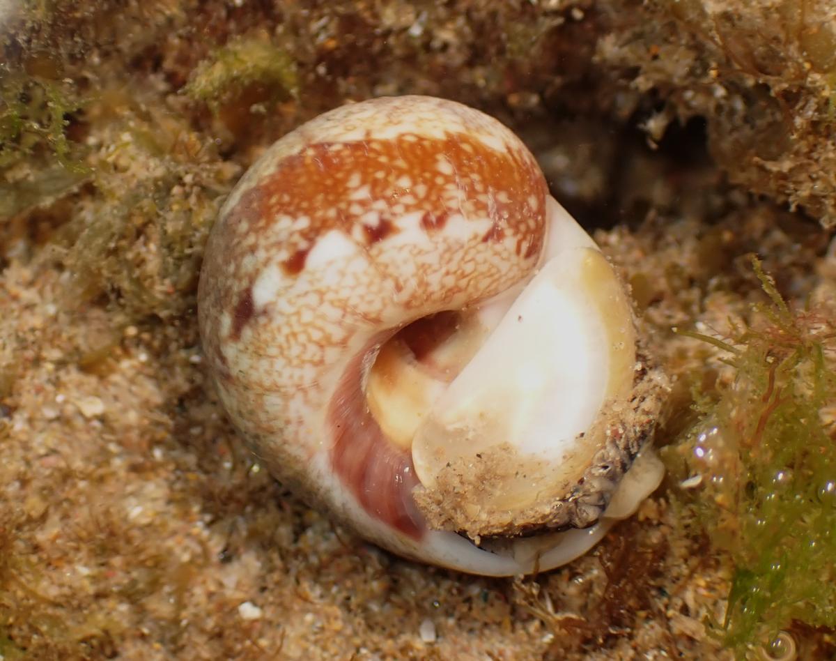 Naticarius?