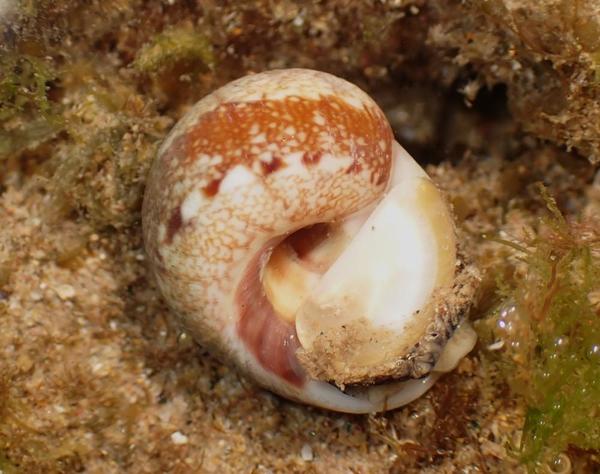 Naticarius?