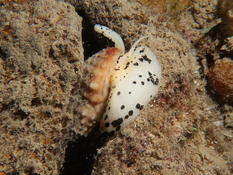 nature de ce gastéropode tropical ( Nosy Be)