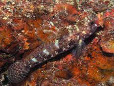 Nature de la proie de ce gobie à bouche rouge?