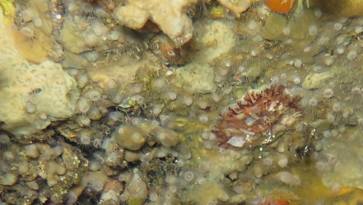 Nausithoé ou un madrepore ?