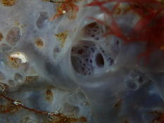 Nausithoe punctata ou Phorbas tenacior ?