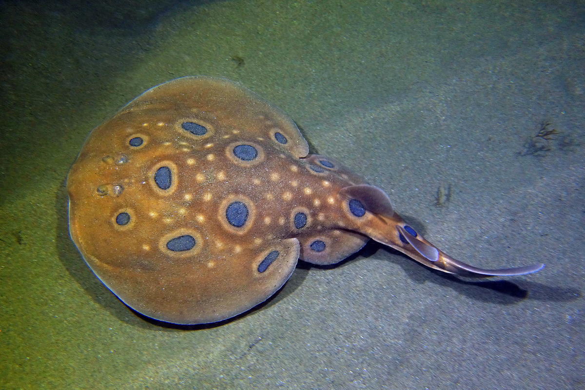 Nb record d'ocelles bleus pour une raie torpille ocellée 